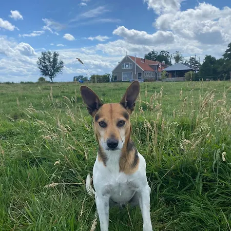 Amsterdam Garden Эйтдам