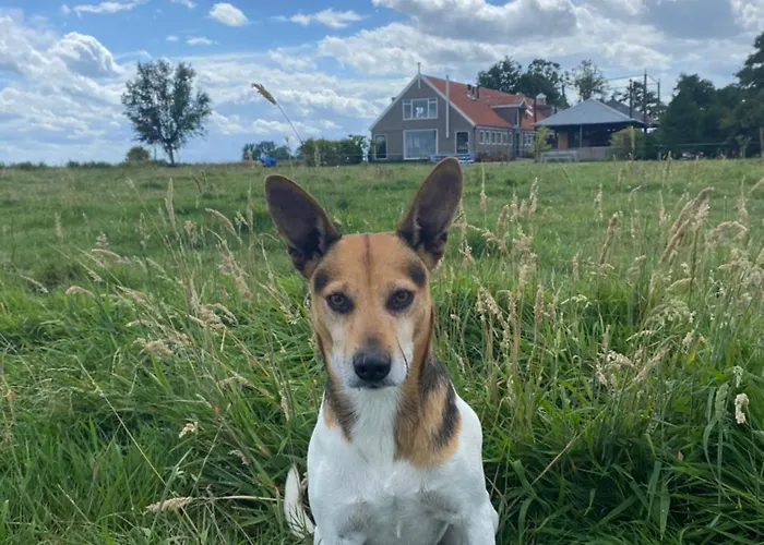 Amsterdam Garden Эйтдам